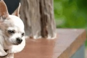 和蔼可亲的大型犬——大胆（以友善为特征，令人放心）