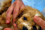 狗狗伪狂犬病的症状与治疗（详解狗狗伪狂犬病的常见症状及治疗方法）