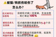 猫咬伤狂犬病发作时间的探讨（揭示猫咬伤后狂犬病发作时间的关键因素）