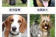 狗狗品种（揭秘众多狗狗品种及其特点）