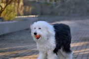 英国老式牧羊犬的饮食需求（了解老式牧羊犬的饮食习惯和营养需求，让它们健康成长）