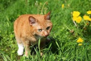 猫为什么会吃草？（探索猫咪吃草的原因与益处）