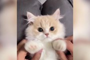 如何让猫咪的眼睛更亮（以饮食为关键，滋养猫咪的眼睛）