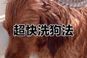 狗狗配完母犬多久能洗澡？（了解合适的洗澡时间对狗狗健康至关重要）