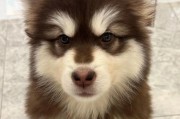如何照顾阿拉斯加幼犬？（养成健康成长的习惯）