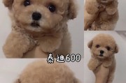 贵宾犬的生育周期及繁殖特点（解析贵宾犬的繁殖周期、繁殖能力及配种技巧）