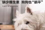 狗狗的维生素B需求及来源（满足宠物狗狗维生素B需求的健康饮食）