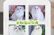 布偶猫的蓝双和海双区别图片对比（蓝双和海双的外貌、毛色、眼睛和个性差异）