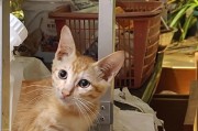 小奶猫的照顾技巧——打造一个温暖的家（了解小奶猫的需求，关爱它们的成长）