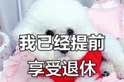 比熊，你是我一天中最亲密的伴侣（探索比熊陪伴时间的秘密，分享你的生活快乐）