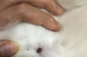 小狗身上长蜱虫的症状及应对措施（详解小狗感染蜱虫的症状，了解预防和治疗的关键）