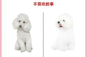 大白熊犬与萨摩耶（大白熊犬价格一览，了解两种犬种的特点和不同之处）