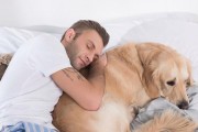 金毛犬交配后孕育周期的关键时间点（探究金毛犬交配后多久才能生下健康宝宝）
