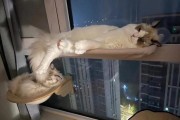 公猫老叫个不停的解决方法（如何让公猫停止无休止的叫喊？）