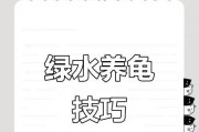 小乌龟需要多少光照时间？（揭秘小乌龟光照需求的奥秘）