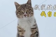 猫咪的体感温度（揭秘猫咪寒冷感知的奥秘）