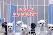 狗狗品种大全（分类、特点及适应环境一览）
