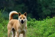 以拉布拉多犬为代表的老实狗品种（了解拉布拉多犬的老实品质与特点）