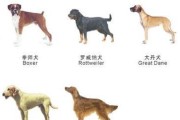 为什么禁养罗威纳犬？（探索罗威纳犬潜在的安全问题及禁养原因）