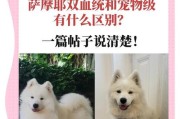 萨摩耶犬常见疾病大揭秘（了解萨摩耶犬的4种主要疾病，守护它们的健康）