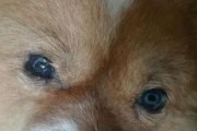 宠物狗瘟的症状及防治方法（了解狗瘟的常见症状及如何保护你的宠物）