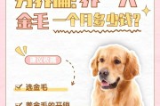 关于金毛犬的20天产仔注意事项（培养幼犬健康的关键是细心呵护）