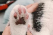 猫与艾滋病（猫科动物的HIV）