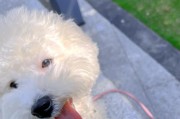 比熊幼犬的尾巴是什么样子的？（探寻比熊幼犬尾巴的特征与魅力）