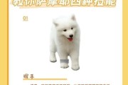萨摩耶犬洗澡频率之探讨（了解萨摩耶洗澡的最佳频率及注意事项）