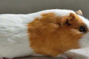 荷兰猪的月饲食计划（以一个月为周期，荷兰猪的主要饮食和营养需求）