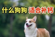 狗狗的健康骨骼需求——钙质摄入指南（了解狗狗钙质需求量与补充方法，让它健康成长）