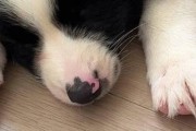 狗狗鼻子为何不黑？（探究狗狗鼻子颜色的原因及其健康含义）