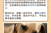 小狗为什么喜欢咬鞋子？（揭开小狗咬鞋子的背后原因）