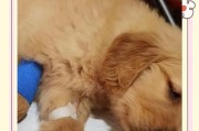 狗狗肠胃炎后期症状（探索狗狗肠胃炎后期症状，以及如何帮助它们恢复健康）