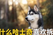 哈士奇为什么不听话？（探究哈士奇不听话的原因及解决方法）