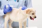 给狗狗打疫苗的重要性（保护宠物免受疾病侵害的必要措施）