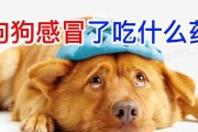 快三个月的狗吃什么药好？（给你的小狗选择合适的药物治疗方案）