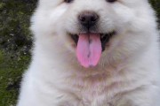我家的狗狗是什么品种？（揭秘我家狗狗的身世）