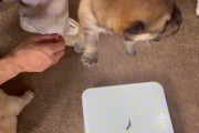 满月小狗的饮食需求及注意事项（了解满月小狗的饮食，健康成长从餐开始）