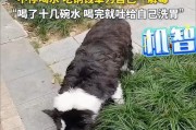 边牧呕吐解析-探究背后的原因（深入了解边牧呕吐的原因及处理方法）