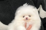 宠物博美需要打什么针？（为了宠物博美的健康，你需要了解这些！）