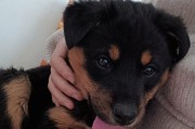 狗狗遛步频率（狗狗每天需要多长时间的户外活动？）