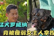 罗威纳犬的饮食习惯与喂养技巧（生肉是罗威纳犬理想的食物选择吗？）