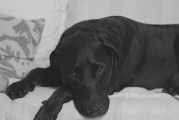 狗狗感染伪狂犬病，症状及应对方法（探讨狗狗感染伪狂犬病的常见症状和对策）