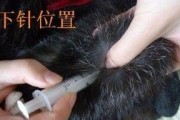 兔子的疫苗防护措施（了解兔子疫苗，守护兔宝宝健康）