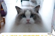 猫的早餐该吃什么？（探索猫咪理想早餐的世界）