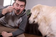小金毛没有狗粮，怎么喂养？（应急情况下如何给小金毛提供临时饮食？）