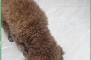 新生小狗缺钙的症状及应对方法（了解小狗缺钙的迹象，为它们的健康保驾护航）