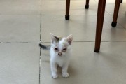 新生小猫的成长过程（探索小猫睁眼的时间和重要性）