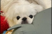 狗狗买回来就得犬瘟，让主人既烧钱还伤心的原因（了解犬瘟热的传染性，保护你的爱宠不受感染）